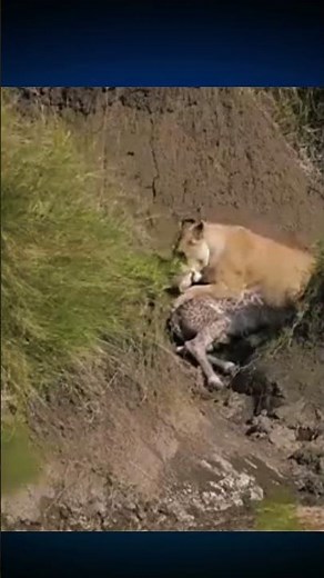Un lion attaque le petit d’une girafe… mais la mère n’a pas dit son dernier mot !