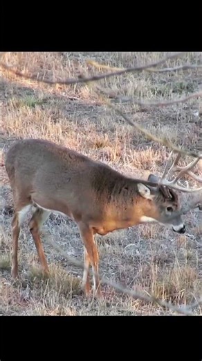 Hunting the Big One – Trophy Buck Success#deerhunting #deerseason #bucks