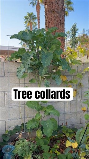 Tree collards are a must grow in your garden.