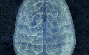 Your Brain: Perception Deception