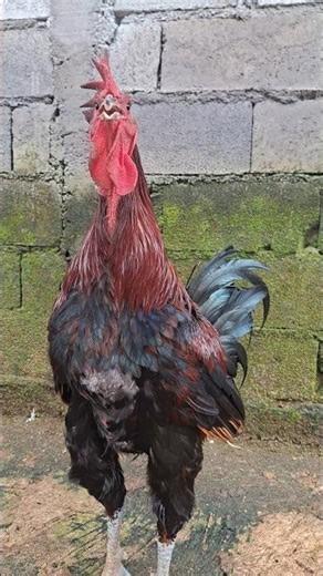 Rooster sound variations #rooster #chicken #hen