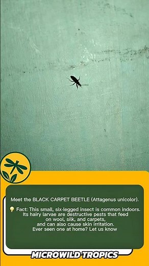 BLACK CARPET BEETLE WARNING! STOP This Pest Now!​
