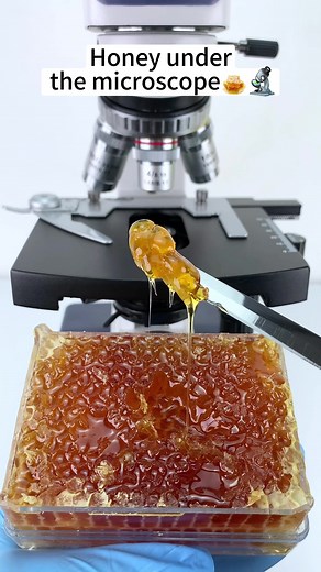 Exploring Honey Under a Microscope