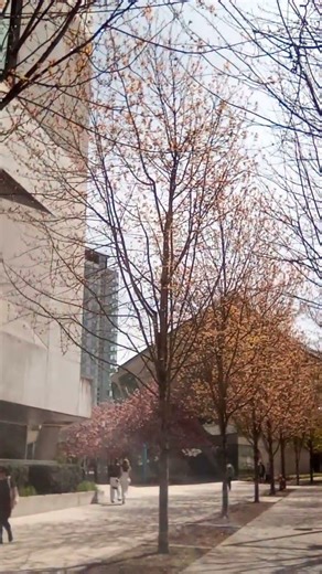 Near Surrey library in Great Vancouver 。素里图书馆 附近. 大温哥华。Apr.23.2026