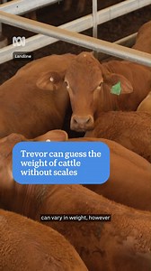 Cattle weigh hundreds of kilograms but Trevor doesn't need scales to work it out. 👏😅 He can guess how much they weigh by looking at them. Although he says he does use scales to double check he's still on the money. Landline — Stream now on ABC iview: https://ab.co/StreamABCiview | ABC Landline