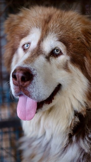 Last week I received a tear jerking email from one of our past volunteers who had spent several months helping us out here at the Sanctuary when we were raising our orphan foal and Tango’s twins. She has been spending some time in Thailand volunteering for @savedsoulsfoundation. They operate with a very small team and limited resources, so any extra help is always deeply appreciated. And she asked me if I could post this on our social media since we have almost 1,000,000 followers between Facebo