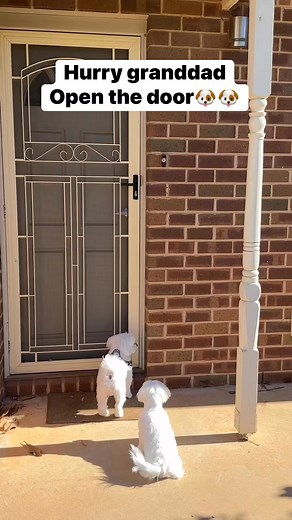 Bibo want to show off his sister first hair cut to Nan and granddad and bestie 😆🐶🧡 #bibo #boba #cute #dog Bibo_Maltese Alan McKinnon Diane Mckinnon #weekendvibes | Bibo Boba Maltese