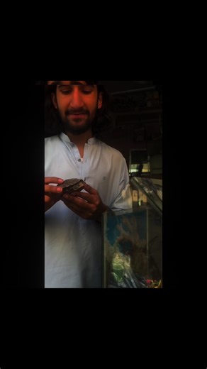 Exploring the Beauty of Turtle Love in Nature