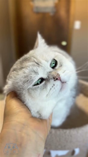 My sweetheart cat Joy - Silver Shaded