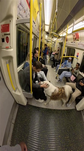 Dog Training Interactions