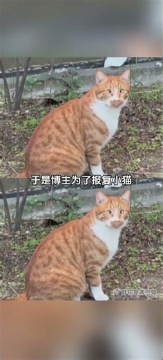 Cat's Extraordinary Vision: Seeing Through Dimensions