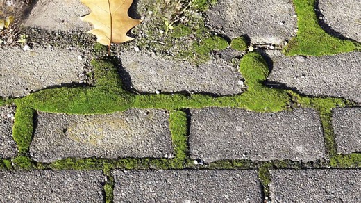 Moos von Pflastersteinen entfernen: Dieses Hausmittel löst das Problem sofort
