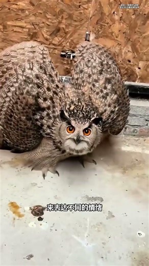 如果你救了一只猫头鹰千万不要喂食 喂点水就赶紧放了 #动物科普 #动物解说 #猫头鹰