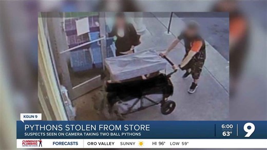 Two pythons stolen from midtown pet store