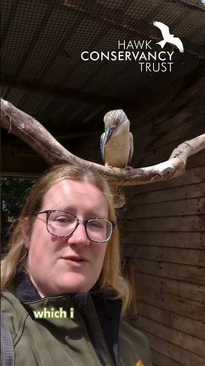 Katy from the Bird Team with Diego, our Blue winged kookaburra #hawkconservancytrust #birdsofprey