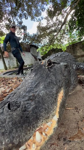300K views · 10K reactions | Gators are adorably terrifying ...