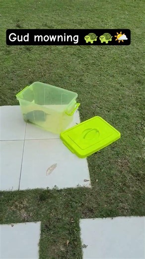 Gud mowning ⛅🐢🐢 #brazilian #turtle #pets #animals #reptiles #funny #cute #nature