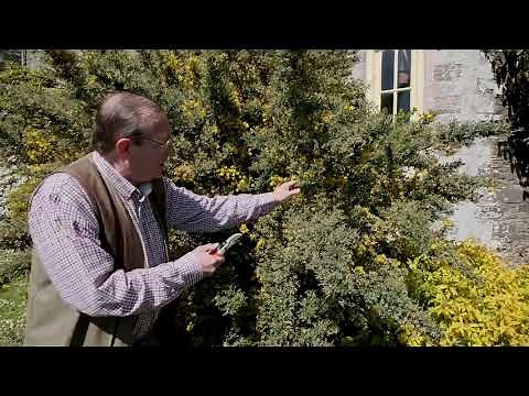 Pruning Genista/Cytisus 'Porlock' - How to tip