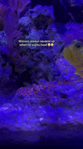 Interactive Shrimp Wesson Squares Up for Food