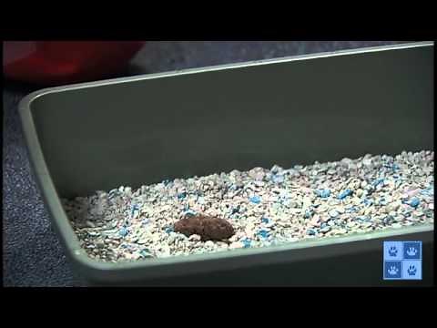 Collecting a Fecal Sample from Your Cat.mp4