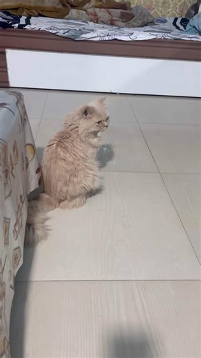 cute cat🥰#shorts #youtube #youtubeshorts #shortsfeed #trending #cat #yt #viral #viralvideos
