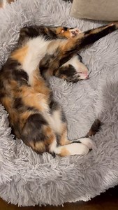 🚨 Kitten Status Update: Absolute. Total. Exhaustion. 😴 After yesterday’s adoption event, where they were pet, cuddled, cooed at, and picked up like tiny celebrities by every single human who walked in… our kittens are officially wiped out. Today’s agenda? ✔️ Nap ✔️ Dream of snacks ✔️ Nap again ✔️ Dramatically flop in sunbeams✔️ They gave it their all, now it’s time for some serious beauty sleep. 🐾💤 #snoozysunday | MeowSquad NYC