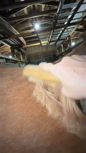 Watch the winter coat go #horse #shedding #asmr