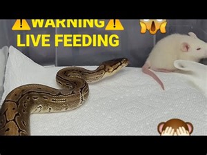 Warning | Ball Python Rat Feeding