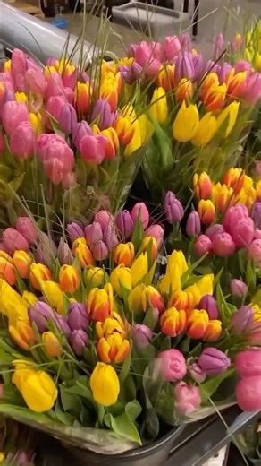 17K views · 294 reactions | Our flower shop is in full bloom for spring!  Our team is here to help you pick the perfect flowers to brighten up your home this season.​ #Tulips #Flowers #SpringBouquet #Wegmans | Wegmans | Facebook