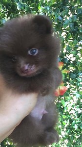 BREED: Pomeranian DOB: April 07, 2017 DOR: June 10, 2017 GENDER: Male4 COLOR: Chocolate DAM: Sable SIRE: Chocolate | PickleSmile Kennel