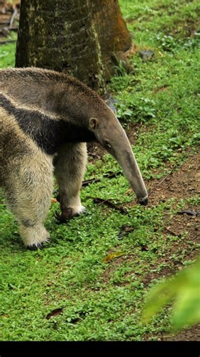 Giant Anteater Searching for Food 🐜