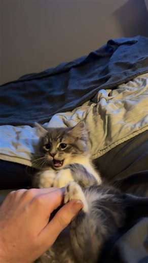 Meet Hudson: The Young Scottish Kitten