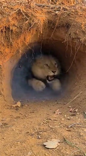 Monkey plays insane prank on ferocious lions! 🤯😂 #lions #prank