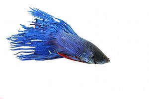 Betta Fish Fin Rot: How to Quickly Identify and Treat It
