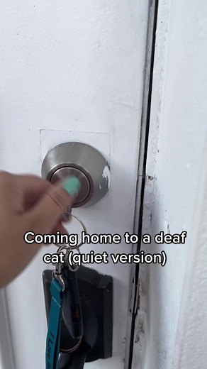 Deaf Kitty's Quiet Meow and Local Peacock Honks