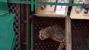 Project Cheetah, a year on