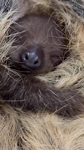 Sleepy Juno. 🥰 Juno is a two-toed sloth and is one-month old today. | Cincinnati Zoo & Botanical Garden