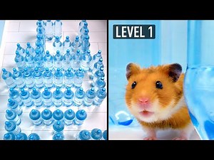 Amazing Water Bottle Maze For A Cat And A Hamster