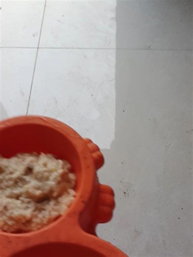 Heartwarming Rescue: Remembering Orange Mawo