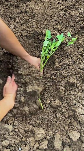 Tomato Plant Secret 🌿 | Cut One Branch and Grow a New Plant! 😳