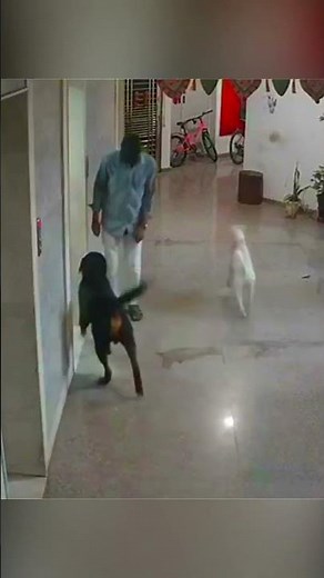 Horror! Dogs are terrorizing the Hotel #animals #dogs