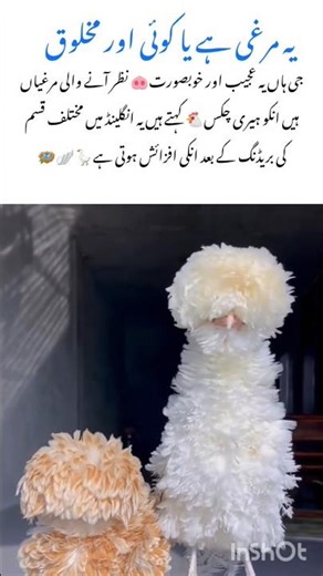 Frizzle Chicken mystery #chicken #naturefacts #wildlife #nature #shorts