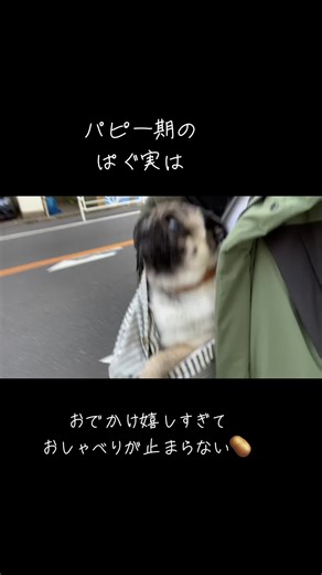 パピー時期のぱぐ実🥔 嬉しすぎて ギャーギャー言うから みんなに見られる🙋🏻‍♀️ #pug #パグ #パグのいる生活 #パグのいる暮らし #パグしか勝たん #pagueforyou #犬のいる生活 #多頭飼い #フレンチブルドッグ #鼻ぺちゃ #フレンチブルドッグのいる生活 #犬と猫 #犬と猫のいる暮らし #パグのいる生活
