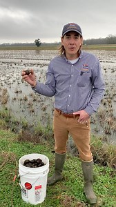 Is the invasive apple snail edible? Blake Wilson, LSU AgCenter entomologist, discusses the apple snail, the problems faced by Louisiana crawfish farmers and the snail’s edibility. #Reels #AppleSnails #LSUAgCenter #InvasiveSpecies #Extension #Louisiana #AppleSnail #NISAW | LSU AgCenter