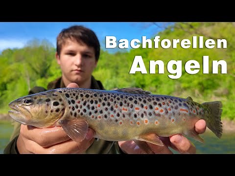 Trout fishing - brown trout fishing on the river with spinning rod, rubber fish and spinning lures