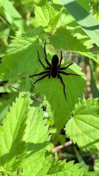 Spider! A Fen Raft Spider - one of Britain's biggest