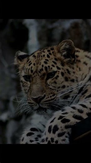 Why Cats Are the Ultimate Acrobats: The Secret to Their Airborne Skills!