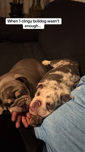 Clingy Bulldog Duo: A Day in Their Life
