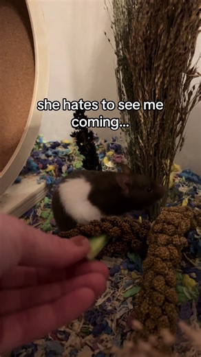 From Enemies to Besties: Hamster Bonding Guide