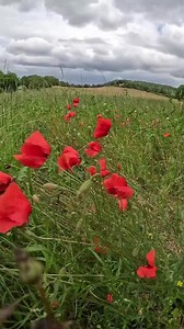What does it look like to walk the Cotswold Way? 🤔 🥾 Cotswold Way Hiking Trail . . . . . . #hillwalktours #thehikelife #hikelife #hikingadventures #hiking #optoutside #nature #idhikethat #thehikemovement #thehikelife #thehikecollective #thehikershandbook #trails #hikingtrails #welivetoexplore #stayandwander #roamearth #moodygrams #letsgosomewhere #theoutbound #folkgood #sociality #roamtheplanet #voyaged #folknature #visualambassadors #beautifulplaces #england #nationaltrails #visitengland | Hi